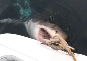 Shark attack