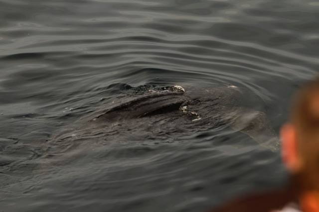 Anglers spot rare leatherback turtle off coast of Scotland - YBW