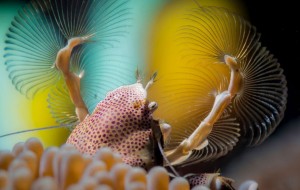 Underwater photographs