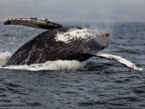 Fin whale