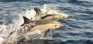 Dolphins are protected marine animals