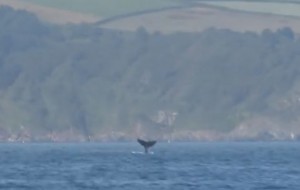 Humpback whale off Dartmouth