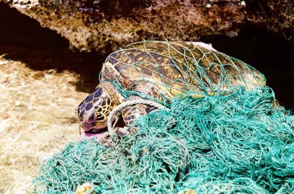 Turtle entangled in nets Environmental Sailing Guide