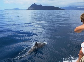 wildlife watching Environmental Sailing guide