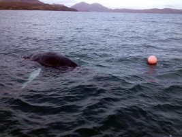 John McKinnon rescues whale from ropes