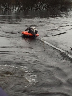 Donkey rescued from flood