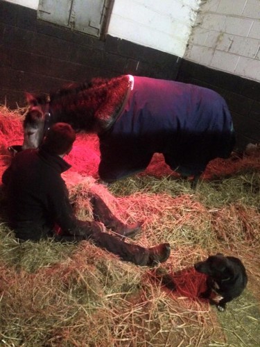 Donkey rescued from flood
