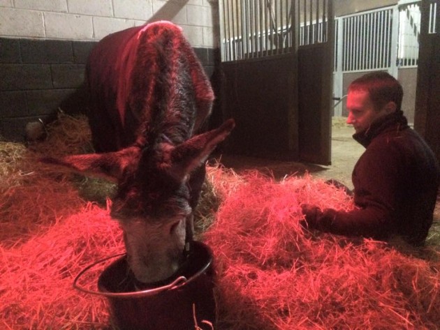 Donkey rescued from flood