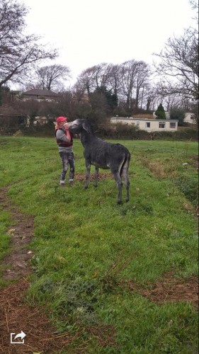 Donkey rescued from flood