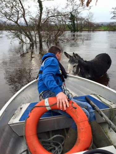 Donkey rescued from flood