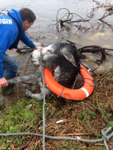 Donkey rescued from flood