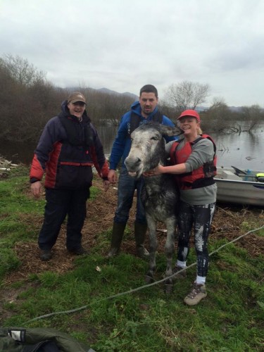 Donkey rescued from flood