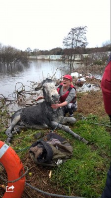 Donkey rescued from flood