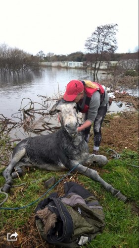 Donkey rescued from flood