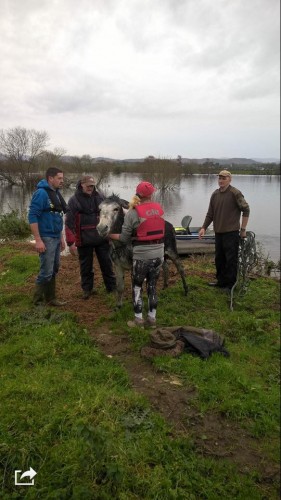 Donkey rescued from flood