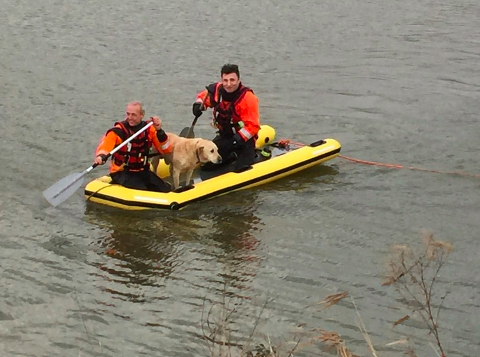 Dave the dog rescued by firefighters