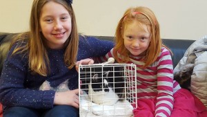 Dolly the stowaway cat
