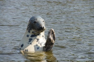 grey-seal-sinks-boat