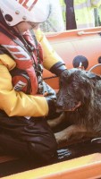 RNLI rescue dog Storm