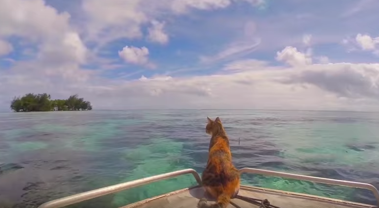 Liz Clark is sailing solo with her rescue cat