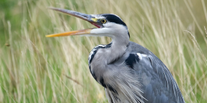 Grey herons