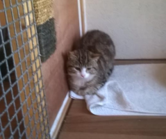 Stowaway cat has now been returned home
