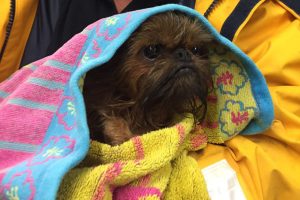 Portsmouth RNLI rescue Mini Mouse, a Brussels Griffon dog, from mud