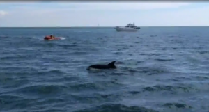 dolphins in dorset