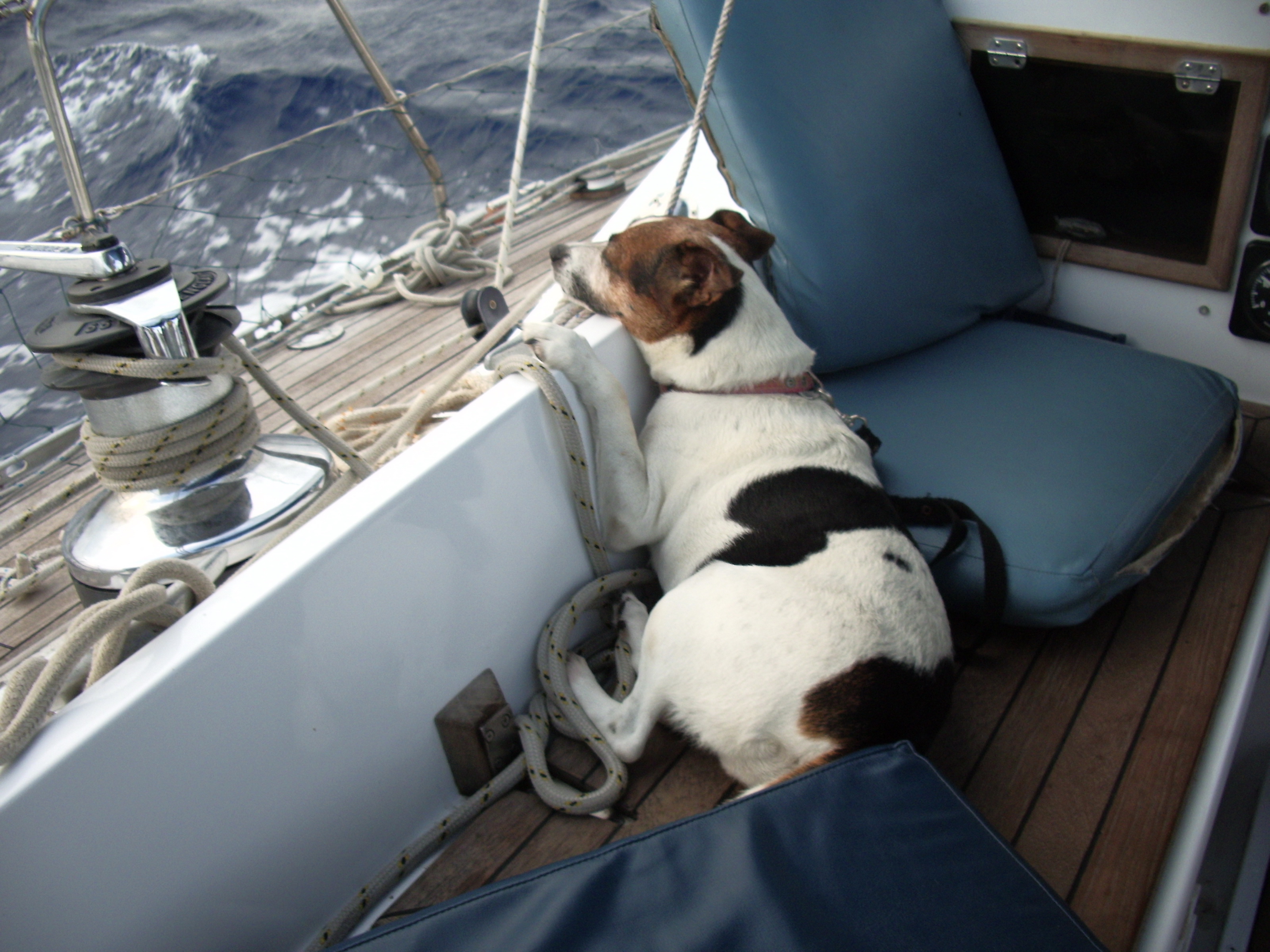 Jack Russell terrier Tara: the terrier who sailed around the world by Rosemary and Robert Forrester