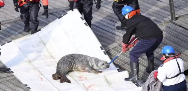 Seal rescue on the Thames