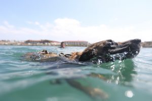 A dog in the water and a person swimming out to him