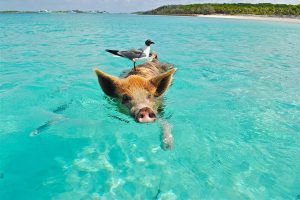 One of the swimming pigs in The Bahamas