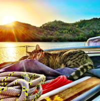 A tabby car sleep on rope on board a boat