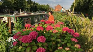 Pink flowers crossing by a towpath