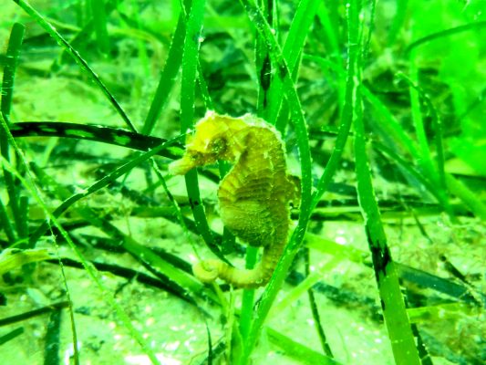 a seashorse wraps his tail around sea grass off the coast of Torbay