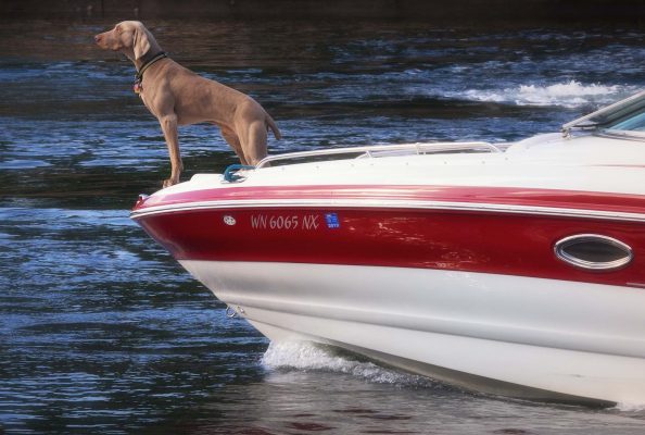 Insurance cover for pets at sea launches