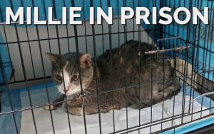 follow-the-boat-episode-191-millie-boat-cat-ill