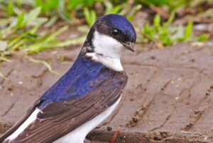 house-martin