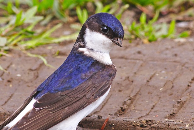 house-martin