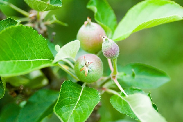 apples growing