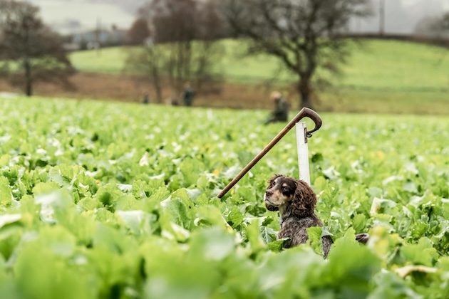 spaniel on peg 