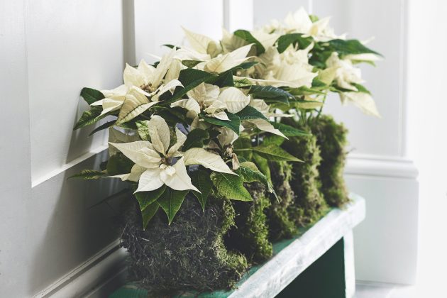 white poinsettias