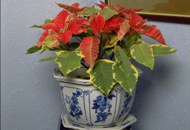 keep a poinsettia tips