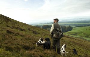 Rough-shooting over dogs