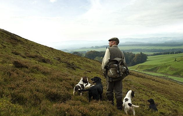 Rough-shooting over dogs