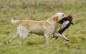 Overweight gundogs