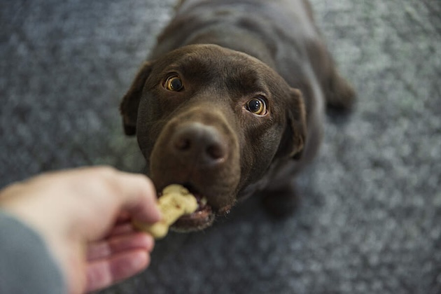 labrador eating