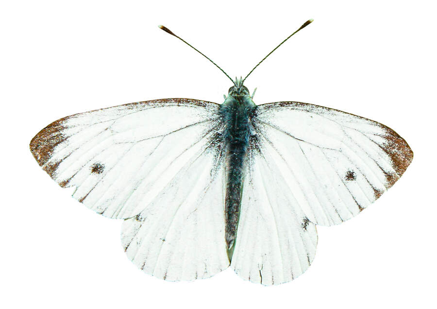 Cabbage butterfly