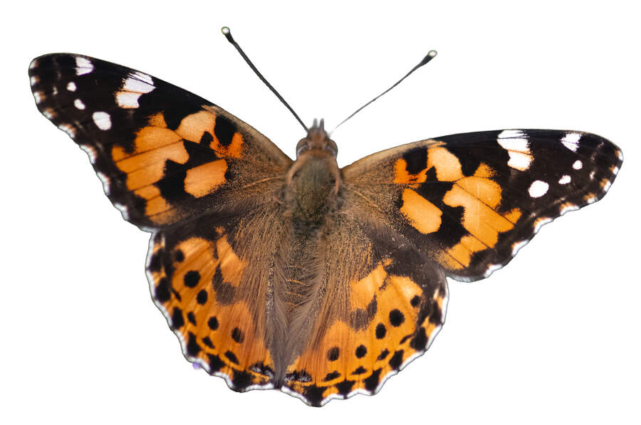 Painted lady butterfly