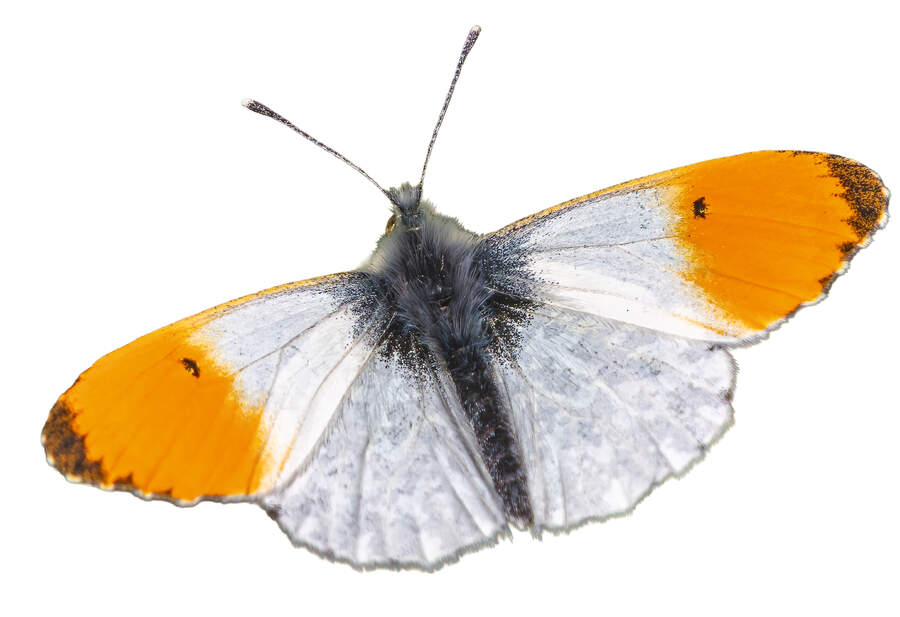 Orange tip butterfly 